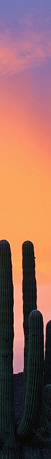 Cacti silhouette against a colorful sunset sky.
