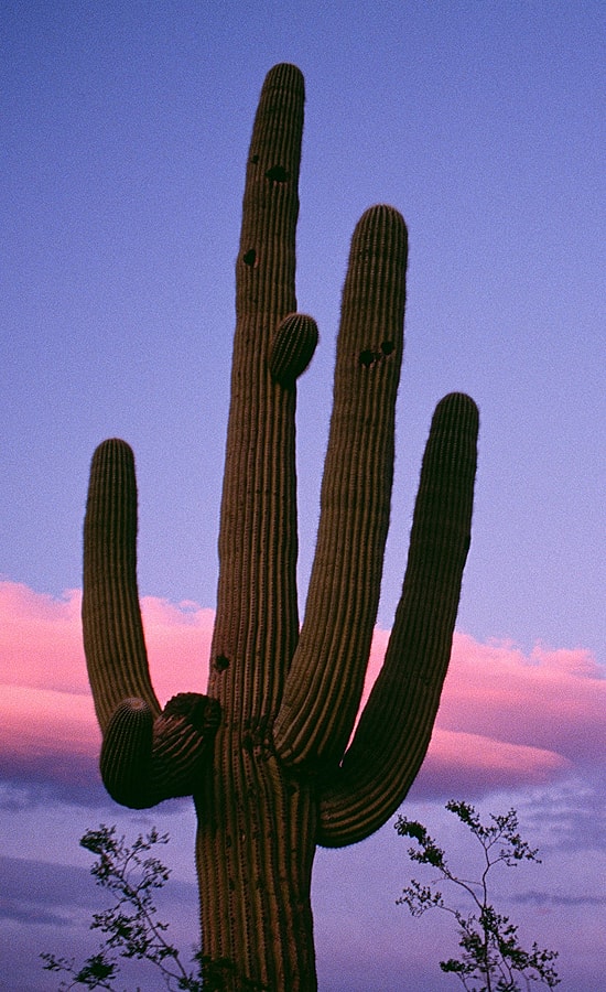 Saguaro cactus against a colorful sunset sky.